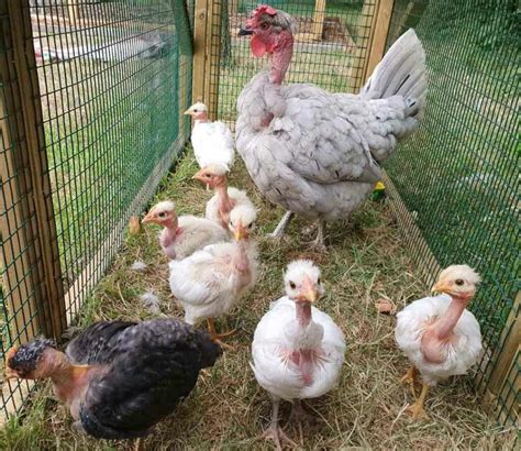 featherless chicken breed|Naked Neck Bantam Chicken Breed Guide 